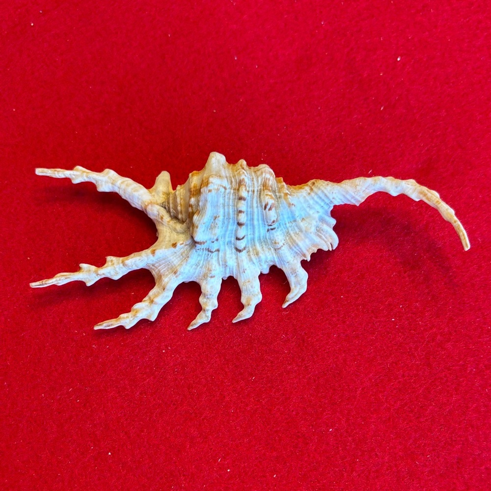 Unique Spiked Scorpion Spider Conch Seashell Decor